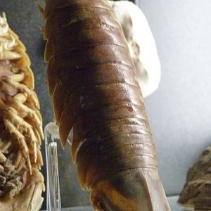 "Smaller" giant isopod (Bathynomus?) for ID