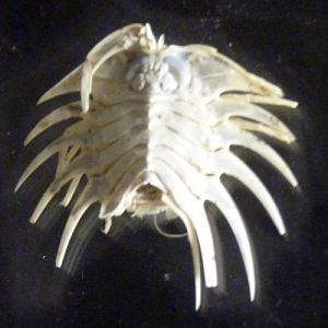 Deepwater? spiny isopod for ID?????