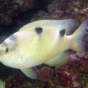 White damsel (Dischistodus perspicillatus)