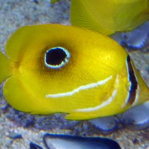 Bluelashed butterflyfish (Chaetodon bennetti)