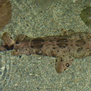 Network wobbegong (Orectolobus reticulatus)