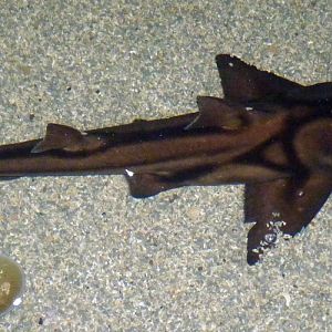 Port Jackson's shark (Heterodontus portusjacksoni)