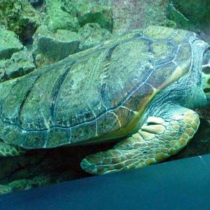 Loggerhead turtle (Caretta caretta)
