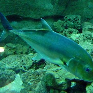 Giant trevally (Caranx ignobilis) I think??