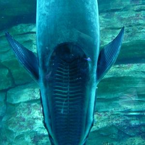 Whitefin sharksucker (Echeneis naucrates) sucker