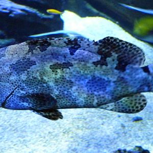 Orange-spotted grouper (Epinephelus coioides) (?)