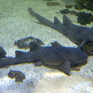 Atlantic nurse shark (Ginglymostoma cirratum) pair