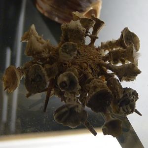 Umbrella-spined urchin (Goniocidaris clypeata?)