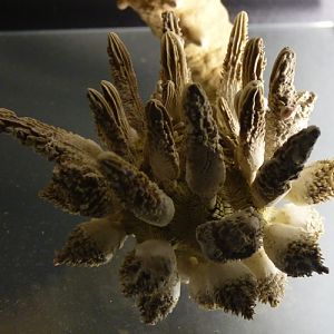 Cidaroid? urchin with weird spines, ID???
