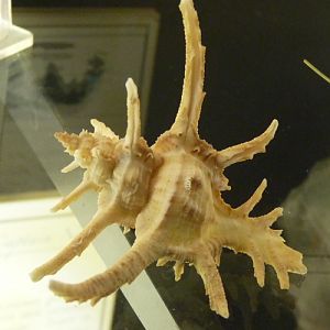 Murex shell for ID, Cichoreus sp???