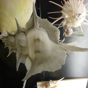 Siratus alabaster? For confirmation