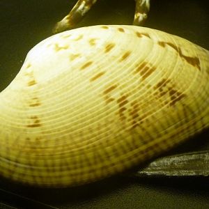 Big venerid clam for ID???
