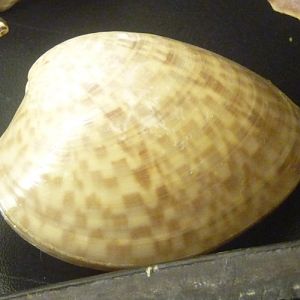 Callista-like venerid clam, ID???