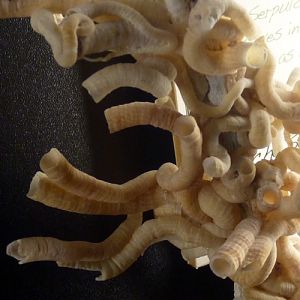 Worm-snail (Vermetidae) possibly Serpulorbis sp?