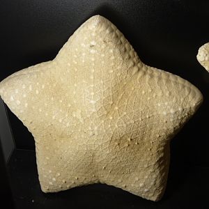 Mosaic cushion starfish (Halityle regularis)