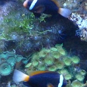 Black anemonefish (Amphiprion melanoplus) pair
