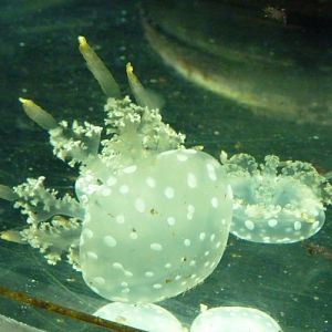 Spotted jellyfish (Mastigias papua)