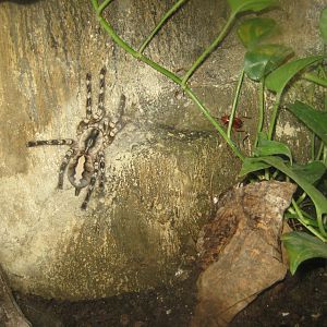 Cologne Zoo - Tropical house - Tarantula exhibit