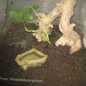 Cologne Zoo - Tropical house - Scorpion exhibit