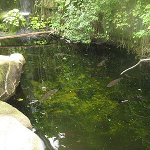 Cologne Zoo - Tropical house - Waterfall pond