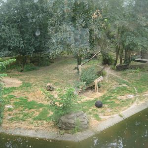 Cologne Zoo - Tiger exhibit