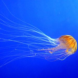 Japanese sea nettle (Chrysaora pacifica)