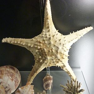 Unknown oreasterid? starfish for ID??