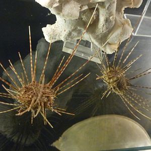 Coelopleurus sp, probably Coleopleurus maillardi?