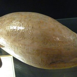 Elephant's snout volute (Cymbium glans)