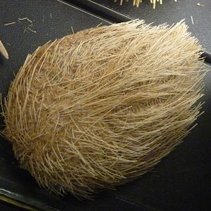 Unknown irregular urchin for ID??