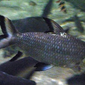 Tricolor sharkminnow (Balantiocheilus melanopterus)