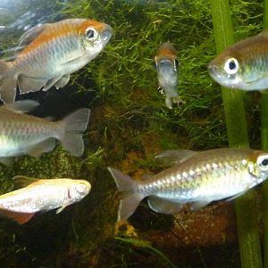 Congo tetras (Phenacogrammus interruptus)