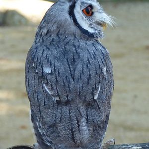 Northern white-faced scops owl (Ptilopsis leucotis)