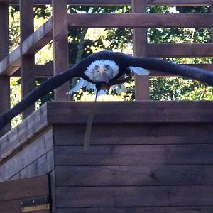 Incoming Bald eagle (Haliaeetus leucocephalus)