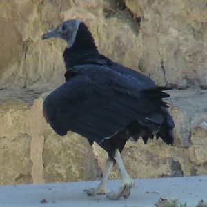 American black vulture (Coragyps atratus)
