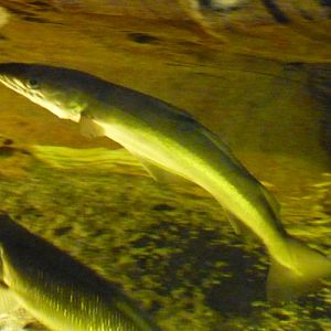 Pollack (Pollachius pollachius)