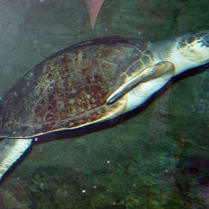 Pacific ridley turtle (Lepidochelys olivacea)