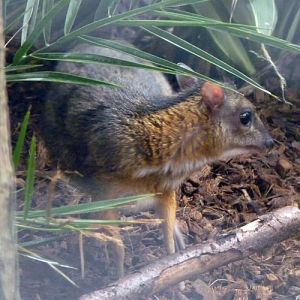 Java mouse deer (Tragulus javanicus)