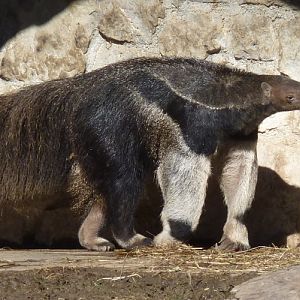 Giant anteater (Myrmecophaga tridactyla)