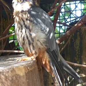Eurasian hobby (Falco subbuteo)