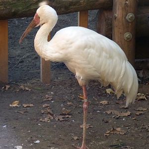 Siberian crane (Grus leucogeranus)