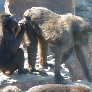 Crested black macaques (Macaca nigra)