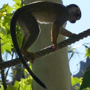 Peruvian squirrel monkey (Saimiri boliviensis peruviensis)