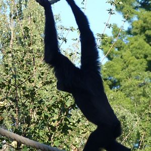 Siamang (Hylobates syndactylus)