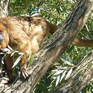 Black-and-gold howler monkey (Alouatta caraya) female