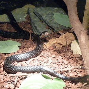 Forest cobra (Naja melanoleuca)