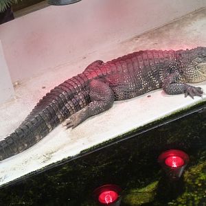 American alligator (Alligator mississippiensis)