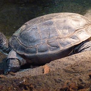 Brown tortoise (Manouria emys)