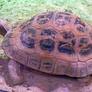 Madagascar spider tortoise (Pyxis arachnoides)