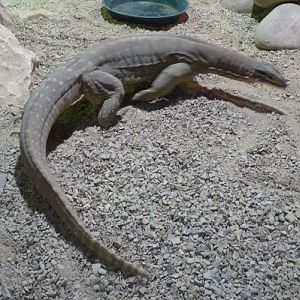 Yellow-spotted monitor (Varanus panoptes)